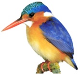 MPUMALANGA